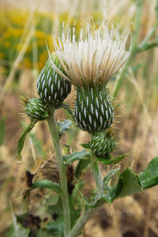 Tracy's thistle (Cirsium tracyi (Cirsium undulatum var. tracyi)) [Geologic Overlook, Mesa Verde National Park, Montezuma County, Colorado]