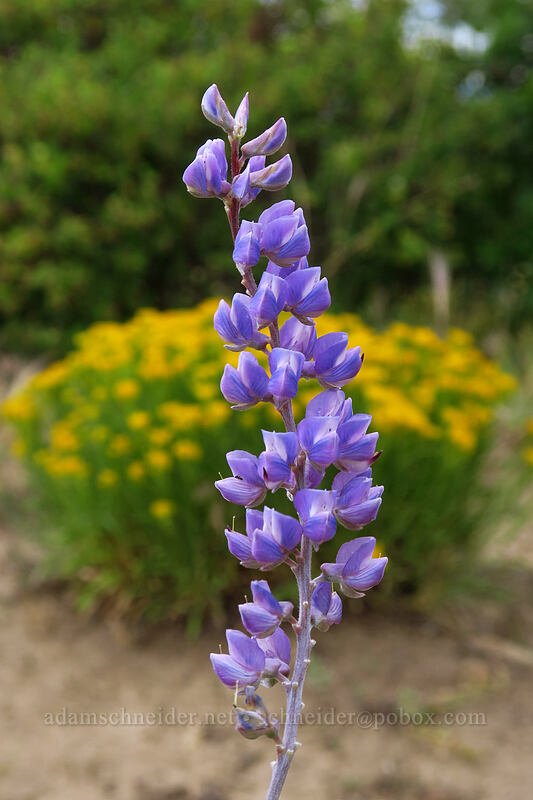 lupine (Lupinus sp.) [Geologic Overlook, Mesa Verde National Park, Montezuma County, Colorado]