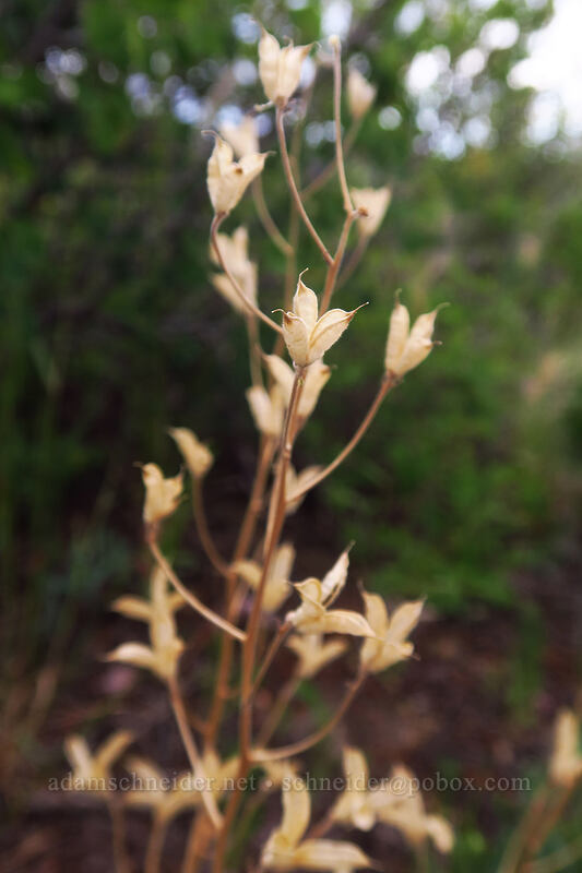 larkspur seed pods (Delphinium sp.) [Geologic Overlook, Mesa Verde National Park, Montezuma County, Colorado]