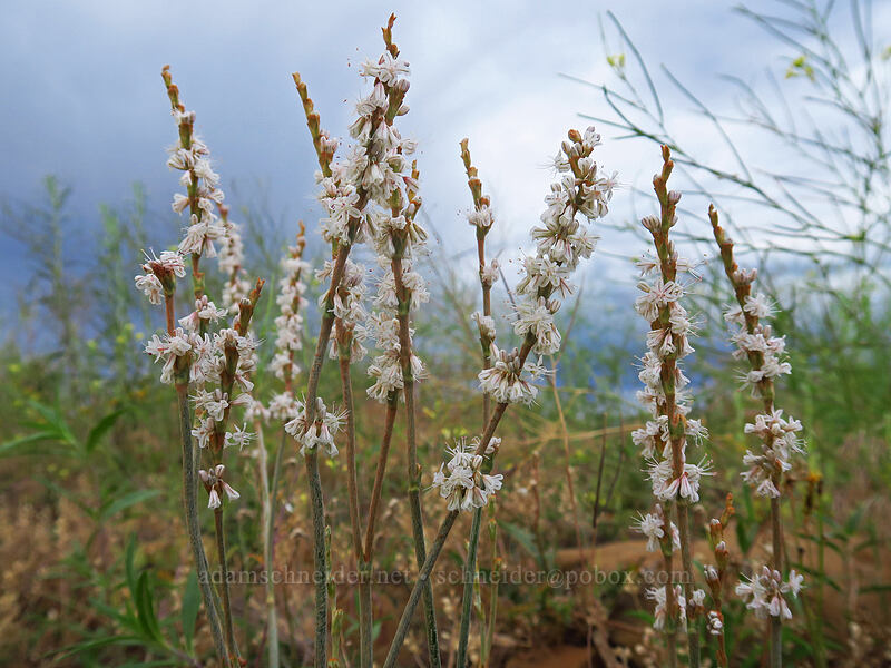 red-root buckwheat (Eriogonum racemosum) [Geologic Overlook, Mesa Verde National Park, Montezuma County, Colorado]