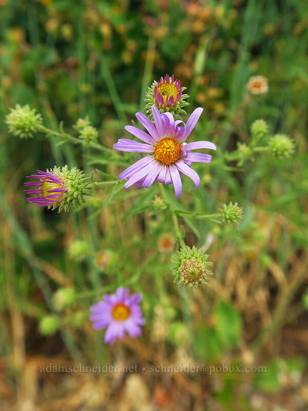 hoary aster (Dieteria canescens (Machaeranthera canescens)) [Geologic Overlook, Mesa Verde National Park, Montezuma County, Colorado]