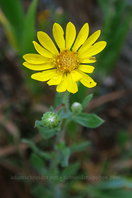 hoary golden-aster (Heterotheca hirsutissima (Heterotheca villosa)) [Geologic Overlook, Mesa Verde National Park, Montezuma County, Colorado]