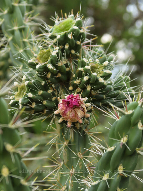 cane cholla (Cylindropuntia imbricata) [Spruce Canyon Trail, Mesa Verde National Park, Montezuma County, Colorado]
