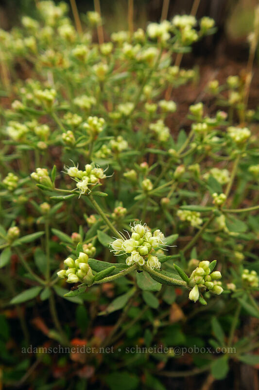 James' buckwheat (Eriogonum jamesii) [Square Tower House Overlook, Mesa Verde National Park, Montezuma County, Colorado]