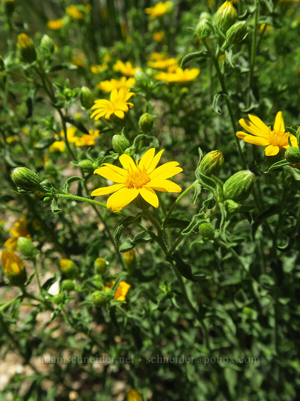 hairy golden-aster (Heterotheca cinerascens (Heterotheca villosa)) [Lamoille Canyon Road, Humboldt-Toiyabe National Forest, Elko County, Nevada]
