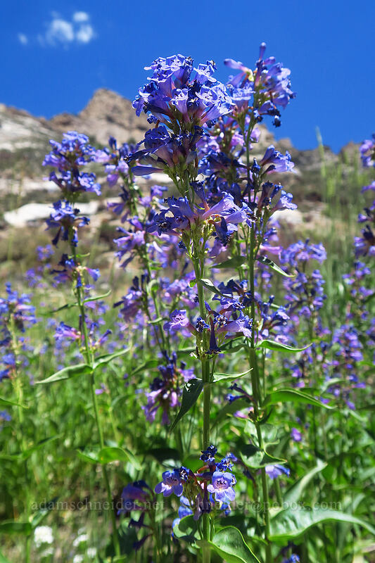 Watson's penstemon (Penstemon watsonii) [Lamoille Canyon Road, Humboldt-Toiyabe National Forest, Elko County, Nevada]