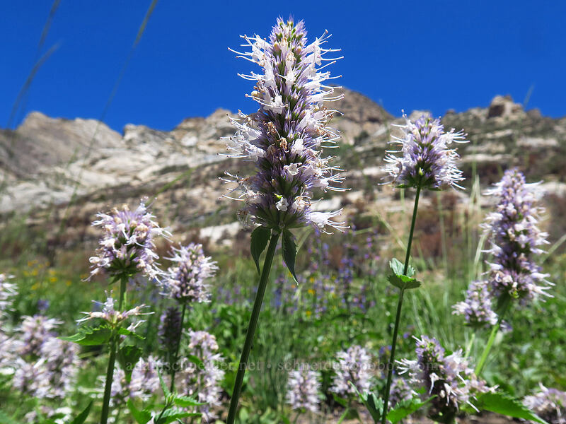 nettle-leaf horse-mint (Agastache urticifolia) [Lamoille Canyon Road, Humboldt-Toiyabe National Forest, Elko County, Nevada]