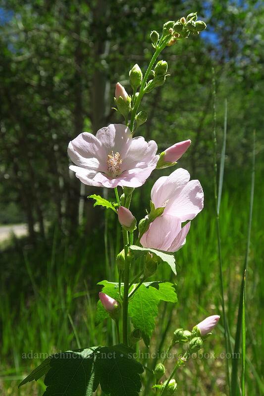 streambank globe-mallow (wild hollyhock) (Iliamna rivularis) [Lamoille Canyon Road, Humboldt-Toiyabe National Forest, Elko County, Nevada]