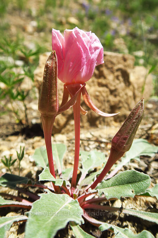 tufted evening primrose (Oenothera cespitosa) [Lamoille Canyon Road, Humboldt-Toiyabe National Forest, Elko County, Nevada]