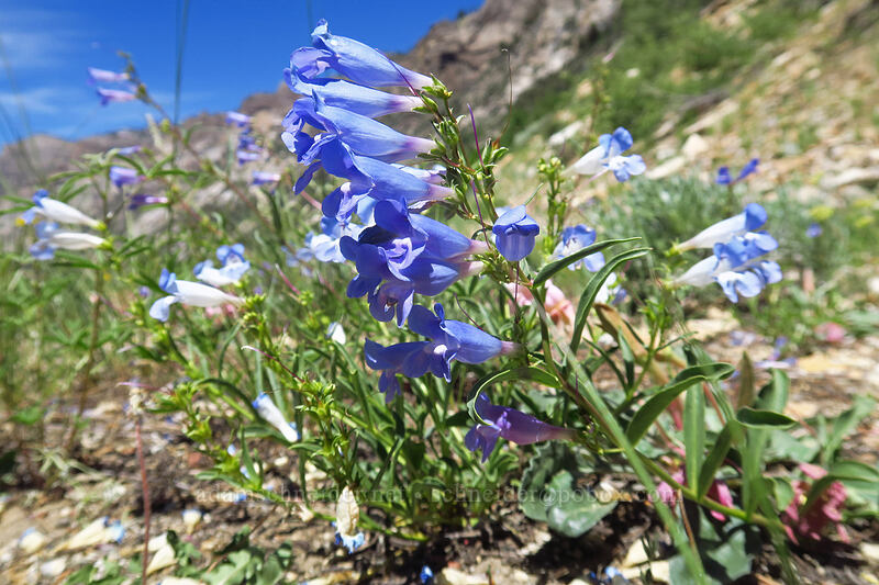 showy penstemon (Penstemon speciosus) [Lamoille Canyon Road, Humboldt-Toiyabe National Forest, Elko County, Nevada]