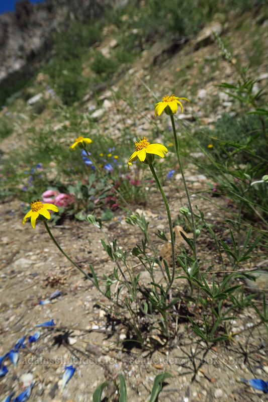 Oregon sunshine (Eriophyllum lanatum) [Lamoille Canyon Road, Humboldt-Toiyabe National Forest, Elko County, Nevada]