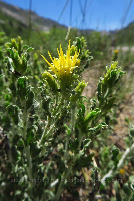 white-stem goldenbush (Ericameria discoidea (Haplopappus macronema)) [Lamoille Canyon Road, Humboldt-Toiyabe National Forest, Elko County, Nevada]