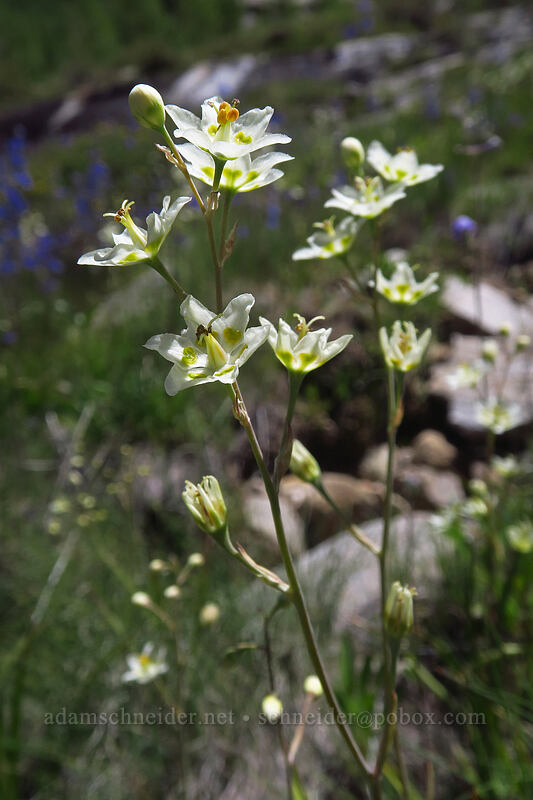 mountain death-camas (Anticlea elegans (Zigadenus elegans)) [Lamoille Canyon Road, Humboldt-Toiyabe National Forest, Elko County, Nevada]