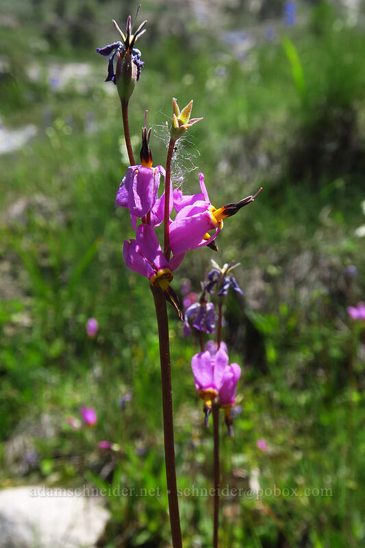 shooting stars (Dodecatheon pulchellum var. pulchellum (Primula pauciflora var. pauciflora)) [Lamoille Canyon Road, Humboldt-Toiyabe National Forest, Elko County, Nevada]