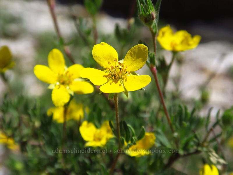 shrubby cinquefoil (Dasiphora fruticosa (Potentilla fruticosa)) [Lamoille Canyon Road, Humboldt-Toiyabe National Forest, Elko County, Nevada]