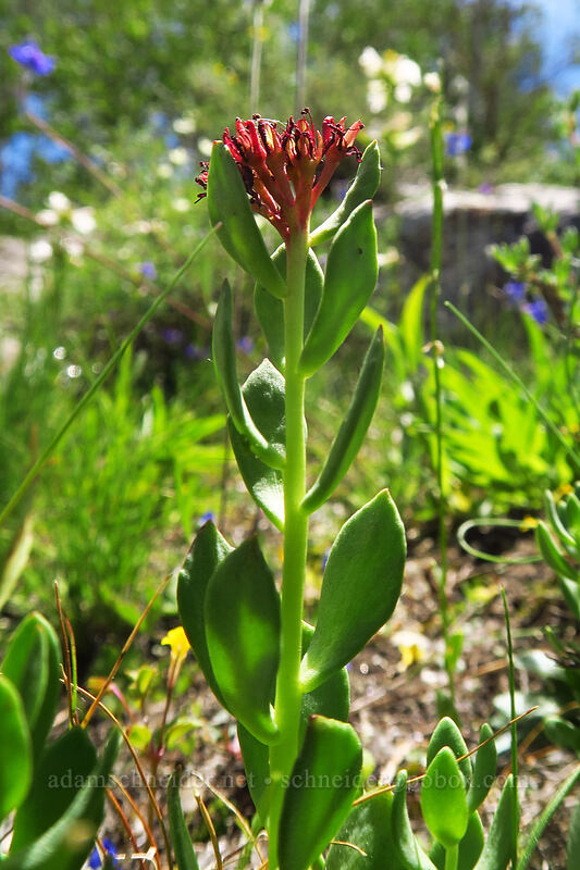 king's-crown (roseroot) (Rhodiola integrifolia) [Lamoille Canyon Road, Humboldt-Toiyabe National Forest, Elko County, Nevada]