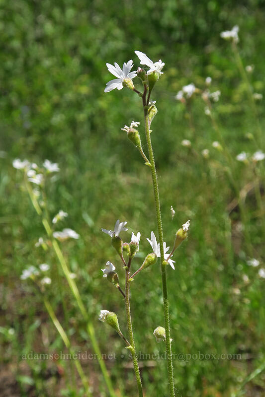 prairie stars (Lithophragma parviflorum) [Lamoille Canyon Road, Humboldt-Toiyabe National Forest, Elko County, Nevada]