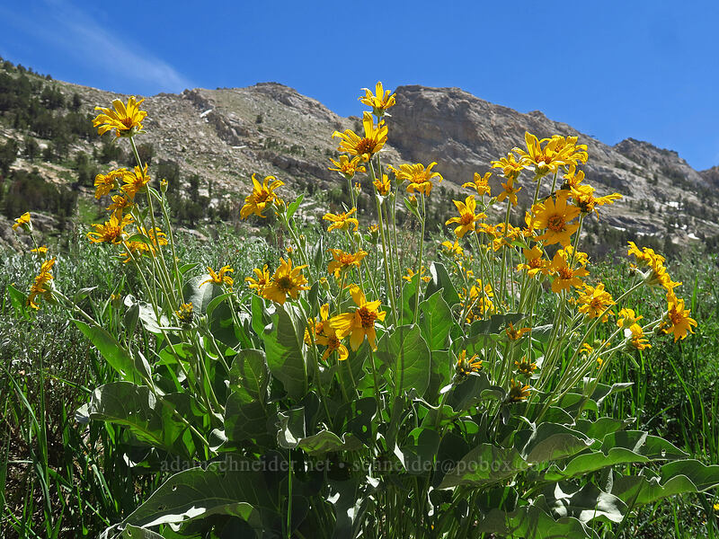 arrow-leaf balsamroot (Balsamorhiza sagittata) [Lamoille Canyon Road, Humboldt-Toiyabe National Forest, Elko County, Nevada]