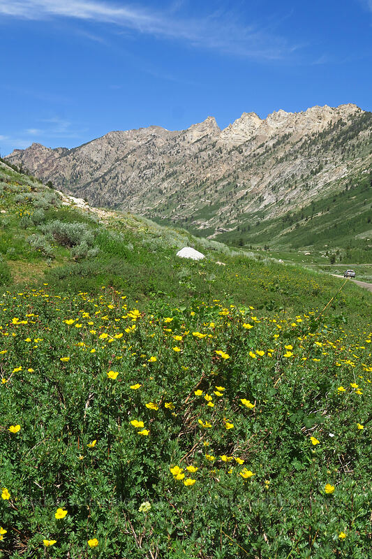 shrubby cinquefoil & the Ruby Mountains (Dasiphora fruticosa (Potentilla fruticosa)) [Lamoille Canyon Road, Humboldt-Toiyabe National Forest, Elko County, Nevada]