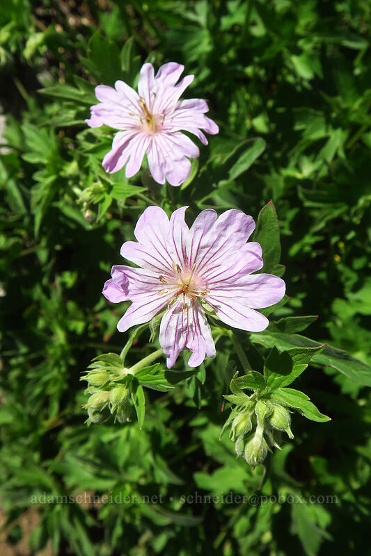 geranium with lobed petals (Geranium sp.) [Island Lake Trail, Humboldt-Toiyabe National Forest, Elko County, Nevada]