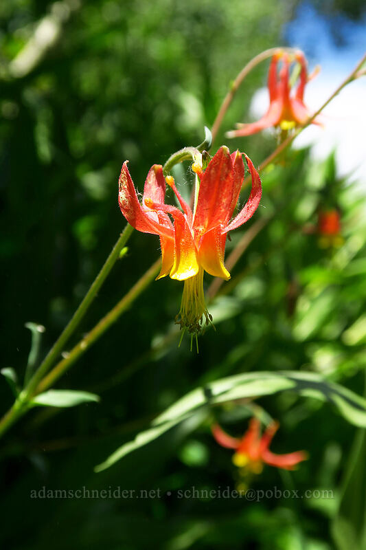 western columbine (Aquilegia formosa) [Island Lake Trail, Humboldt-Toiyabe National Forest, Elko County, Nevada]
