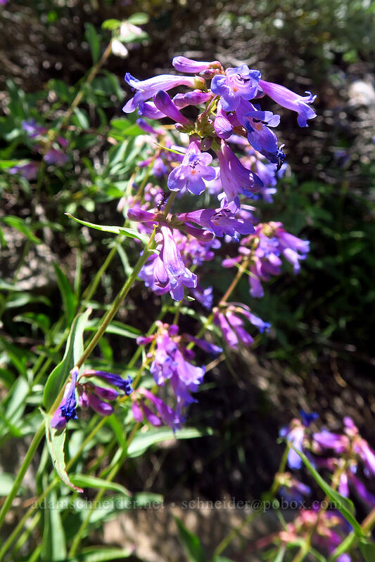 small-flowered penstemon (Penstemon procerus) [Island Lake Trail, Humboldt-Toiyabe National Forest, Elko County, Nevada]