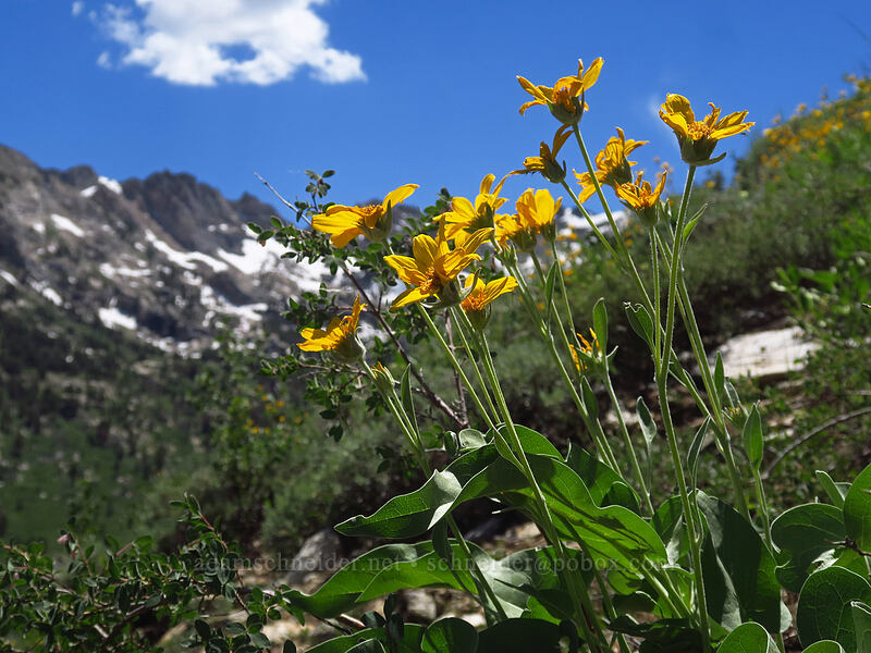 arrow-leaf balsamroot (Balsamorhiza sagittata) [Island Lake Trail, Humboldt-Toiyabe National Forest, Elko County, Nevada]