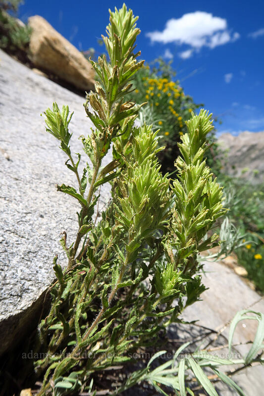 sticky paintbrush (Castilleja viscidula) [Island Lake Trail, Humboldt-Toiyabe National Forest, Elko County, Nevada]