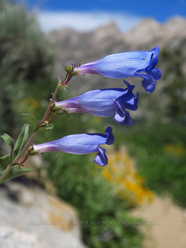 showy penstemon (Penstemon speciosus) [Island Lake Trail, Humboldt-Toiyabe National Forest, Elko County, Nevada]