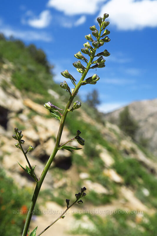 western delphinium (Delphinium occidentale) [Island Lake Trail, Humboldt-Toiyabe National Forest, Elko County, Nevada]