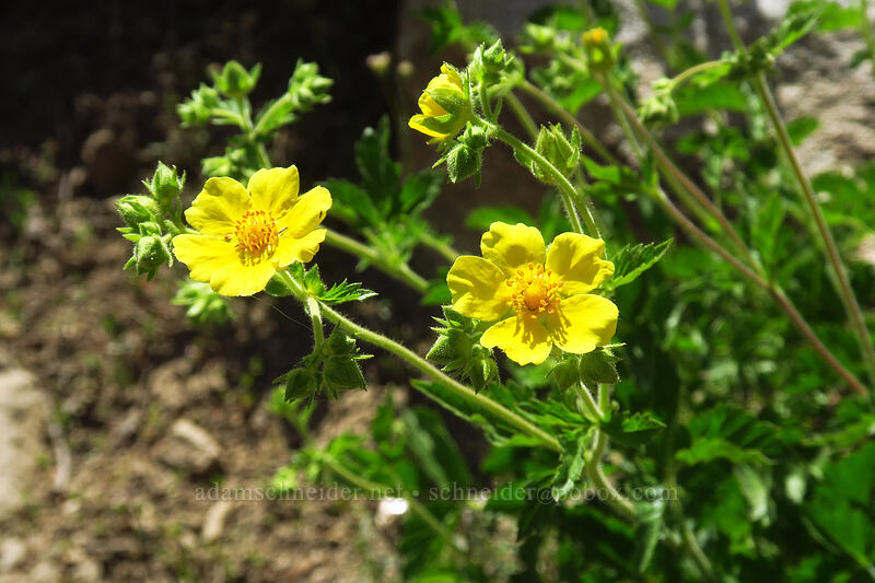 Idaho wood-beauty (cinquefoil) (Drymocallis glabrata (Potentilla glandulosa var. intermedia)) [Island Lake Trail, Humboldt-Toiyabe National Forest, Elko County, Nevada]
