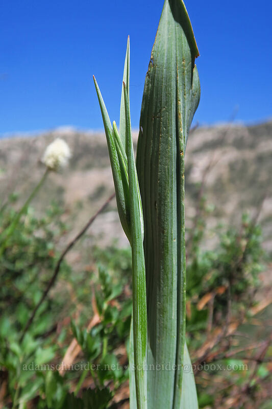 white mariposa lily, budding (Calochortus eurycarpus) [Island Lake Trail, Humboldt-Toiyabe National Forest, Elko County, Nevada]