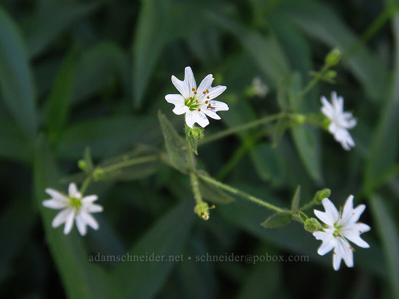 sticky starwort (Pseudostellaria jamesiana) [Island Lake Trail, Humboldt-Toiyabe National Forest, Elko County, Nevada]