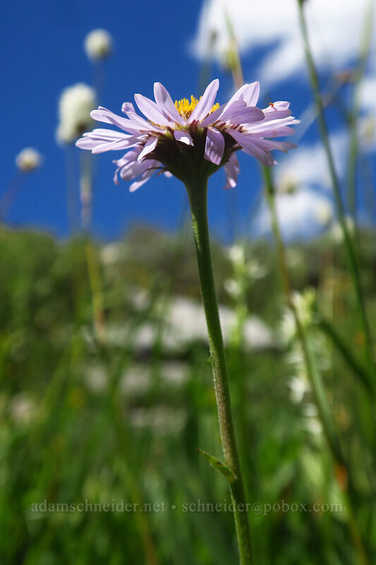 subalpine fleabane (Erigeron glacialis var. glacialis) [Island Lake Trail, Humboldt-Toiyabe National Forest, Elko County, Nevada]