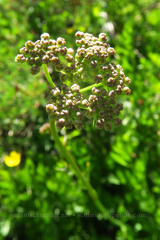Gray's lovage, budding (Ligusticum grayi) [Island Lake Trail, Humboldt-Toiyabe National Forest, Elko County, Nevada]