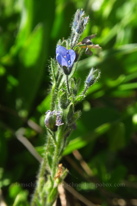 alpine speedwell (Veronica wormskjoldii) [Island Lake Trail, Humboldt-Toiyabe National Forest, Elko County, Nevada]