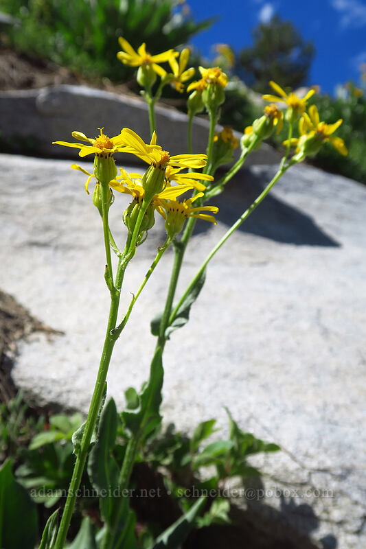 western groundsel (Senecio integerrimus) [Island Lake Trail, Humboldt-Toiyabe National Forest, Elko County, Nevada]