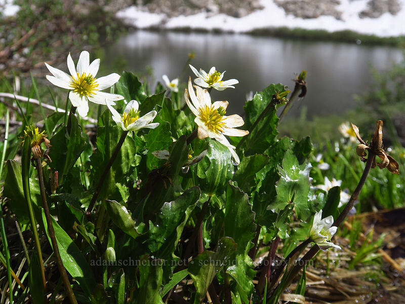white marsh-marigolds (Caltha chionophila (Caltha leptosepala f. chionophila)) [Island Lake, Humboldt-Toiyabe National Forest, Elko County, Nevada]