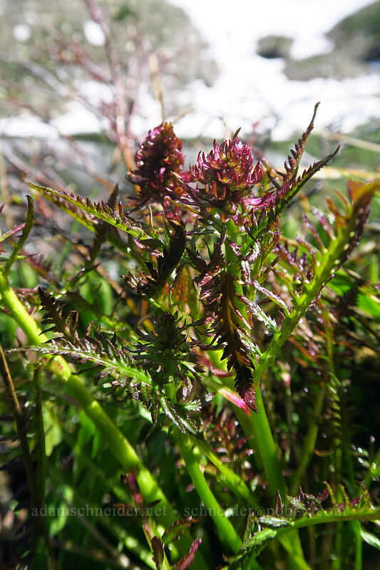 elephant's-head lousewort, budding (Pedicularis groenlandica) [Island Lake, Humboldt-Toiyabe National Forest, Elko County, Nevada]