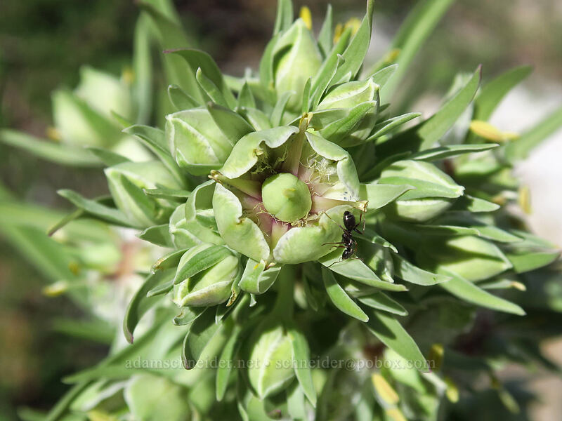 monument plant (Frasera speciosa) [Island Lake, Humboldt-Toiyabe National Forest, Elko County, Nevada]