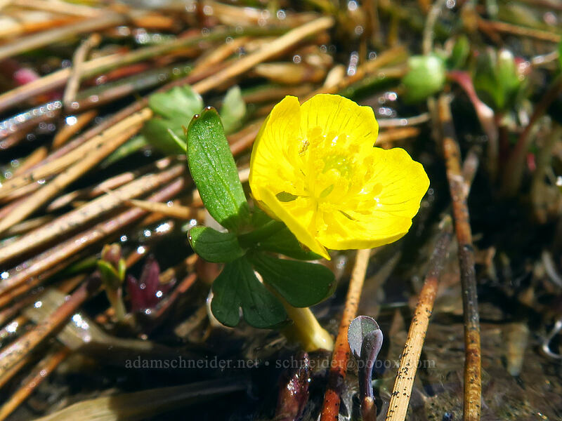 snow buttercup (Ranunculus eschscholtzii) [Island Lake, Humboldt-Toiyabe National Forest, Elko County, Nevada]