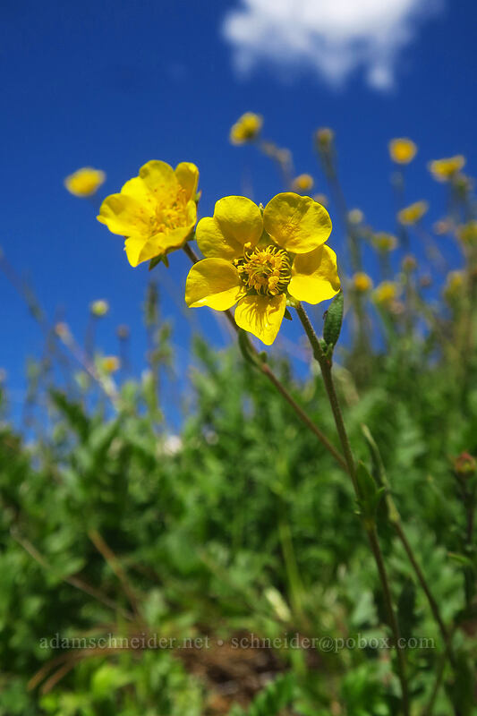 Ross' alpine avens (Geum rossii) [Island Lake, Humboldt-Toiyabe National Forest, Elko County, Nevada]