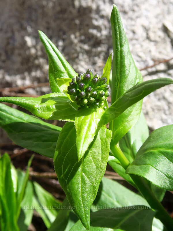 bluebells, budding (Mertensia sp.) [Island Lake, Humboldt-Toiyabe National Forest, Elko County, Nevada]