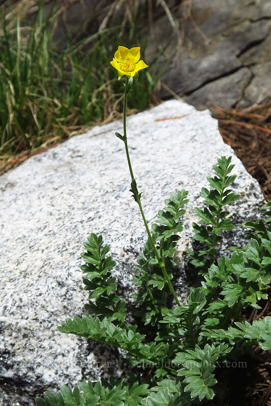 Ross' alpine avens (Geum rossii) [Island Lake, Humboldt-Toiyabe National Forest, Elko County, Nevada]