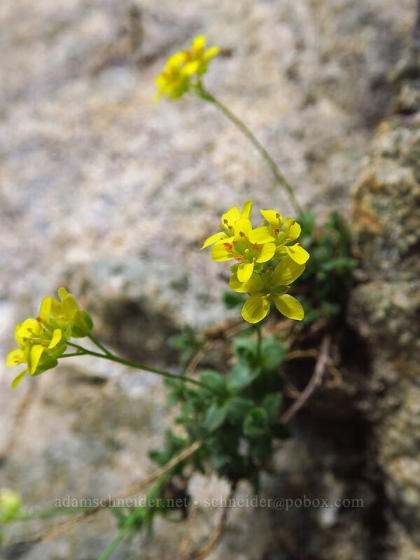 Cusick's rocky-slope draba (stalked whitlow-cress) (Draba pedicellata) [Island Lake, Humboldt-Toiyabe National Forest, Elko County, Nevada]