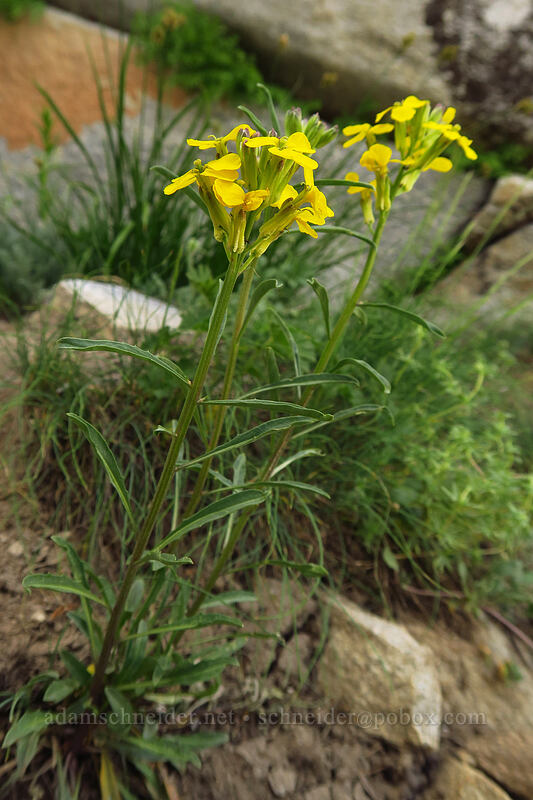 wallflower (Erysimum capitatum) [Island Lake Trail, Humboldt-Toiyabe National Forest, Elko County, Nevada]