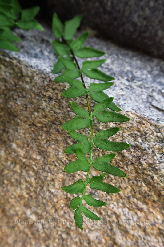 Brewer's cliff-brake fern (Pellaea breweri) [Island Lake Trail, Humboldt-Toiyabe National Forest, Elko County, Nevada]