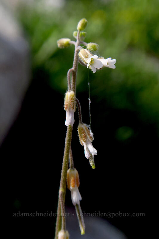 reflexed rock-cress (Boechera retrofracta (Arabis holboellii var. retrofracta)) [Island Lake Trail, Humboldt-Toiyabe National Forest, Elko County, Nevada]