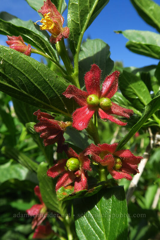 unripe twinberries (Lonicera involucrata) [Island Lake Trail, Humboldt-Toiyabe National Forest, Elko County, Nevada]