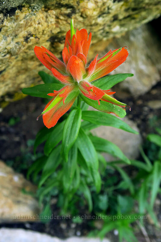 scarlet paintbrush (Castilleja miniata) [Island Lake Trail, Humboldt-Toiyabe National Forest, Elko County, Nevada]